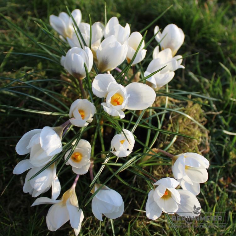 Crocus Botanische chrysanthus Ard Schenk 4