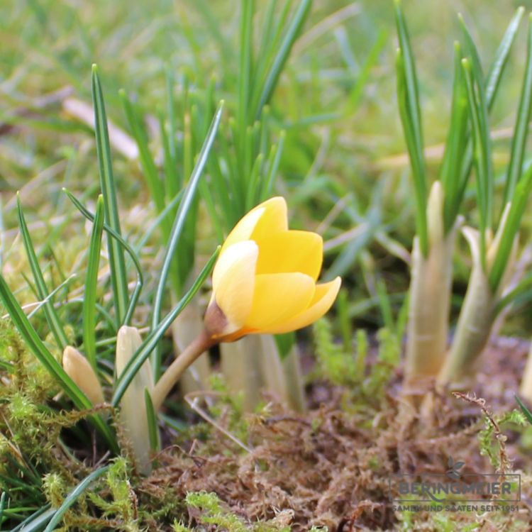 Crocus Botanische chrysanthus Romance