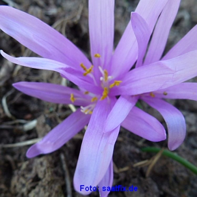 Bulbocodium vernum (Colchicum vernum) 1