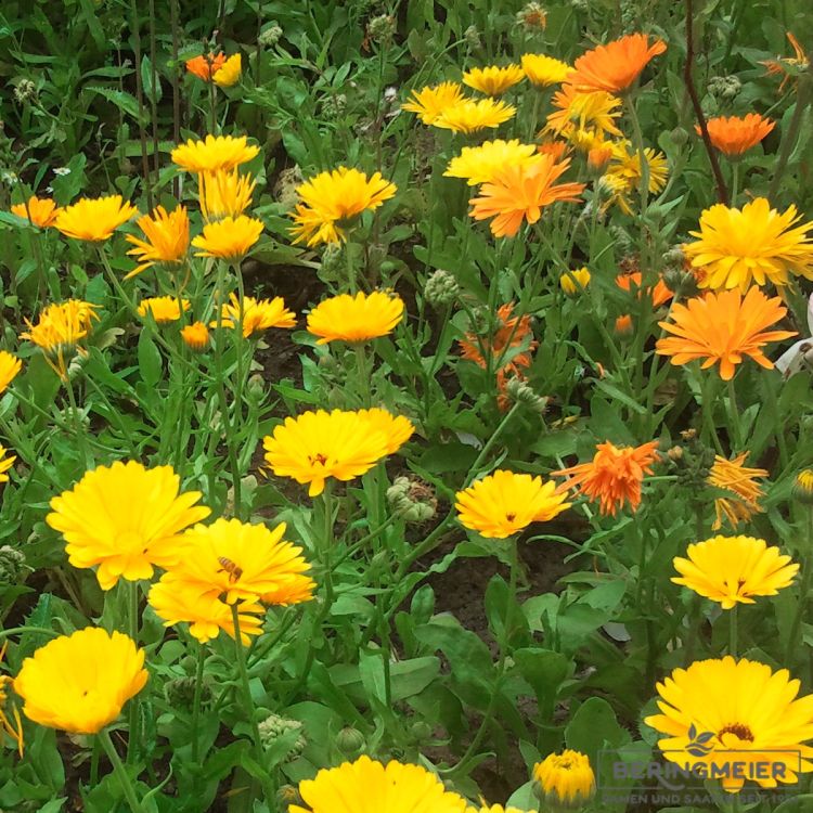 Calendula officinalis Pacific Beauty Mischung - Ringelbumen Mischung