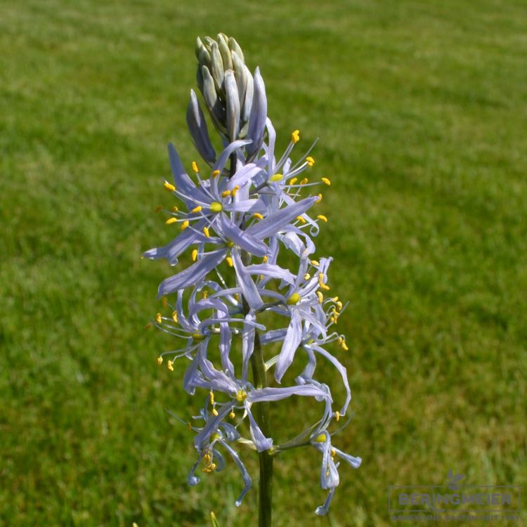 Camassia Präriekerze cusickii 2
