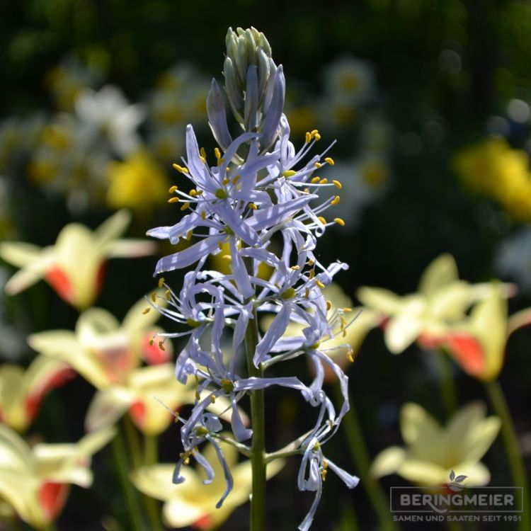 Camassia Präriekerze cusickii 3