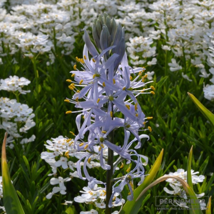 Camassia Präriekerze cusickii 4