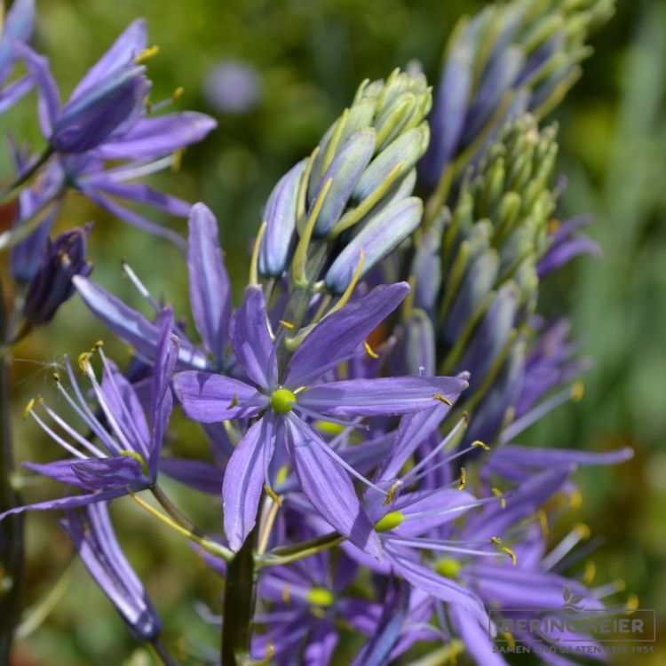 Camassia leichtlinii Caerulea - Präriekerze