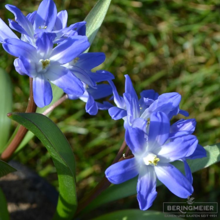 Chionodoxa forbesii  Blue Giant 5