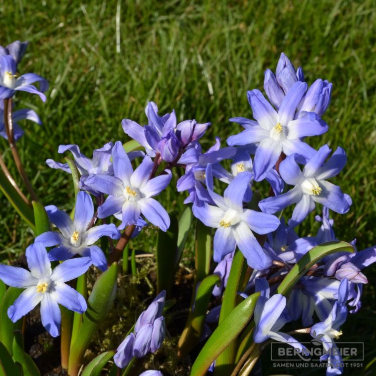 Chionodoxa forbesii - Schneeglanz 2
