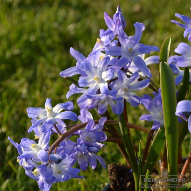 Chionodoxa forbesii - Schneeglanz 3