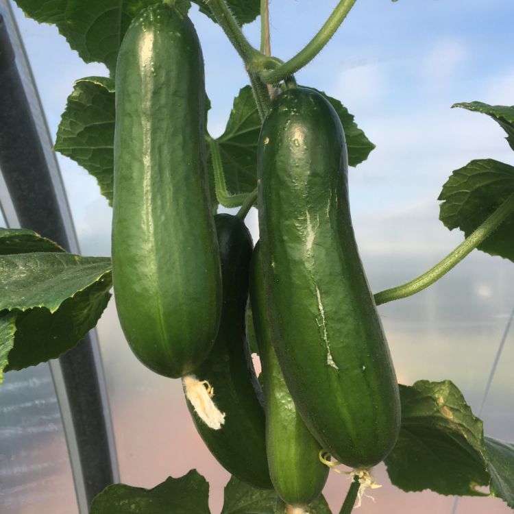 Treibgurken Khassib F1 RZ, Minigurken