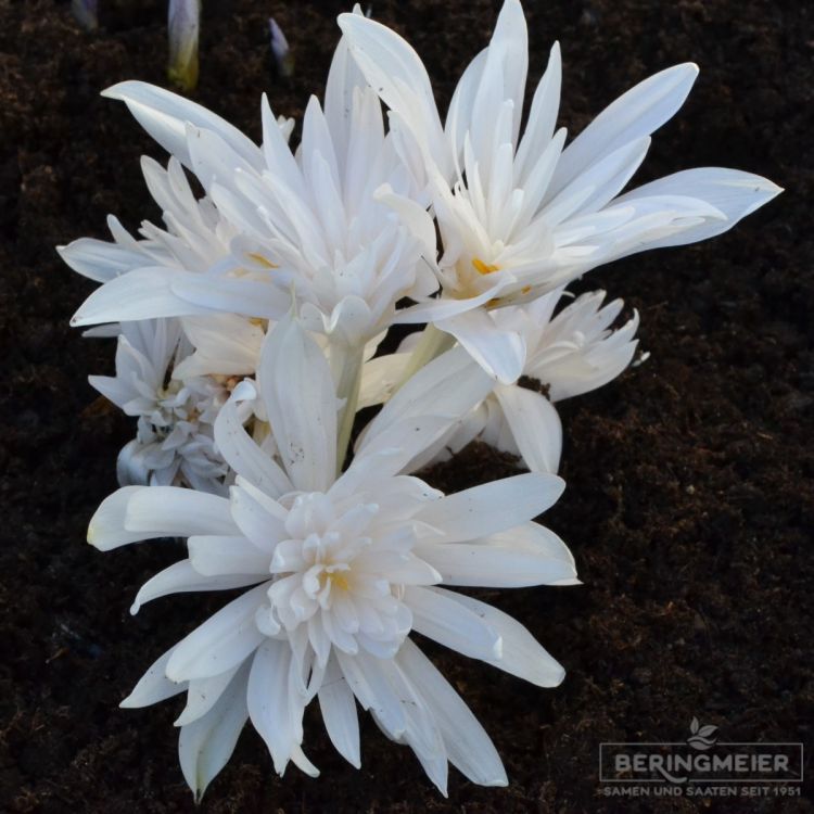 Colchicum autumnale Alboplenum 2