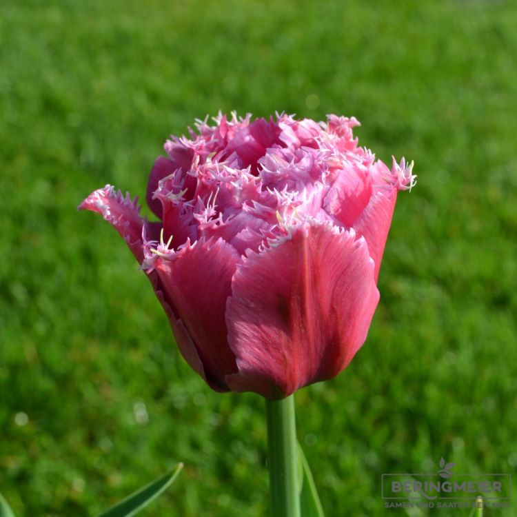 Crispa Tulpen Mascotte 4
