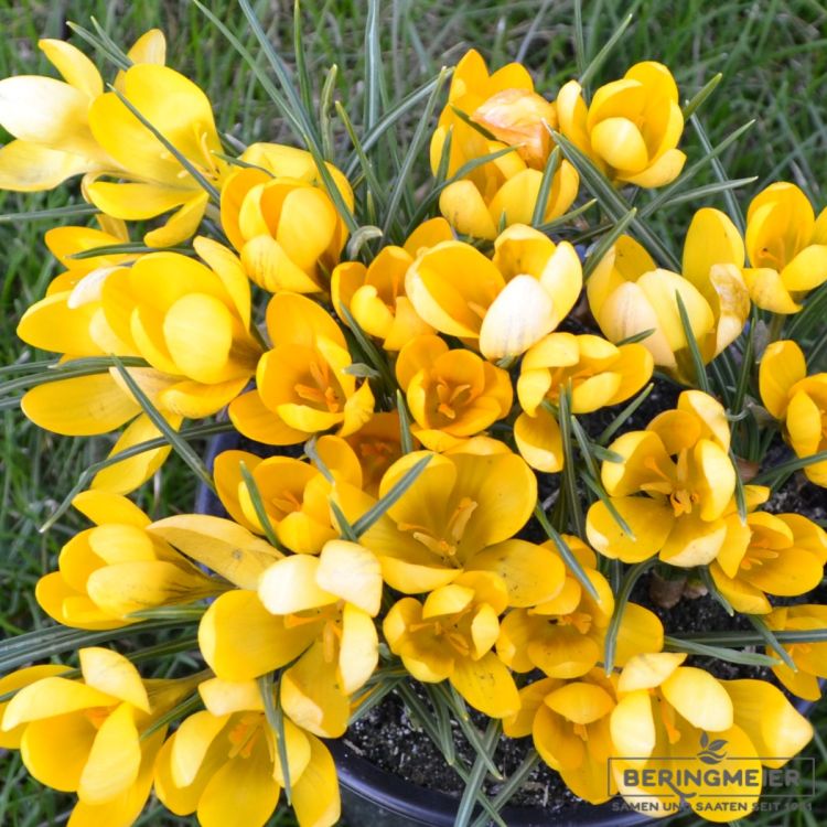 Crocus Botanische chrysanthus Dorothy 2