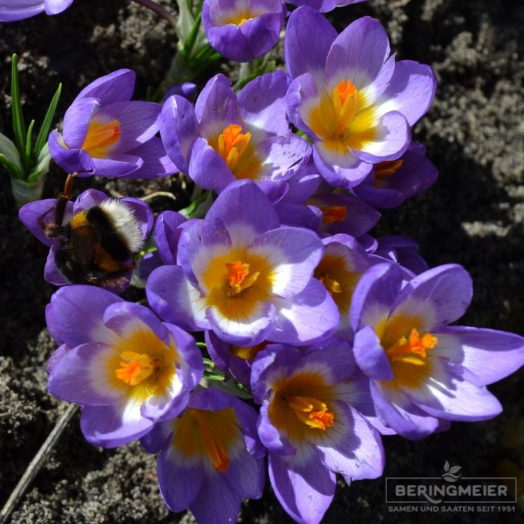 Crocus Botanische sieberi ssp sublimis Tricolor 2
