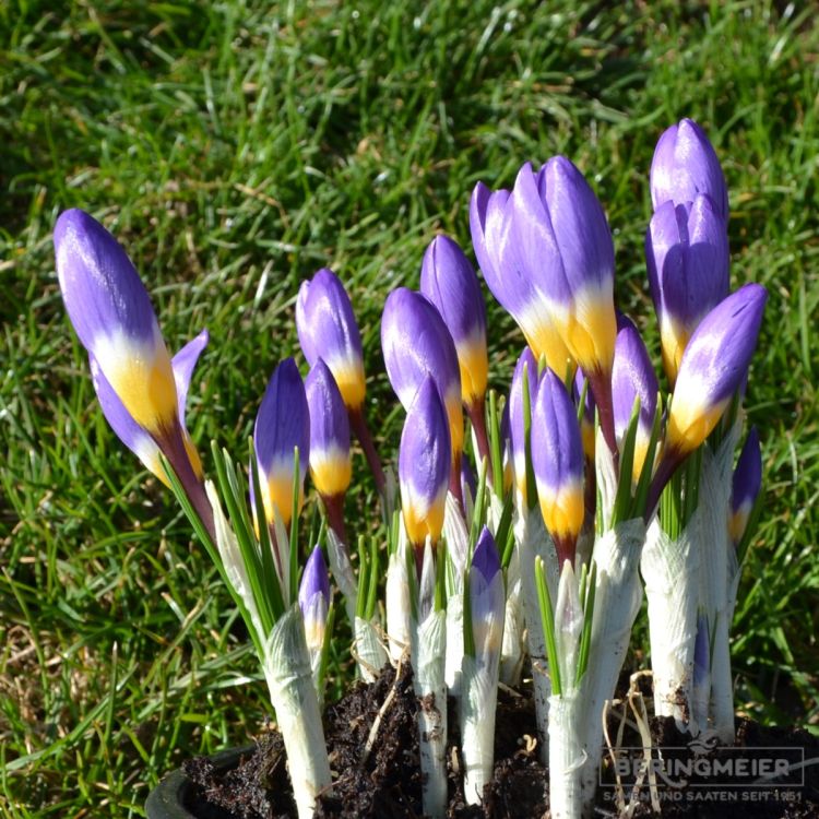 Crocus Botanische sieberi ssp sublimis Tricolor 3