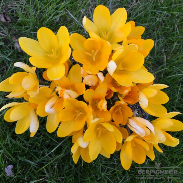 Grossblumige gelbe Gartenkrokusse 3