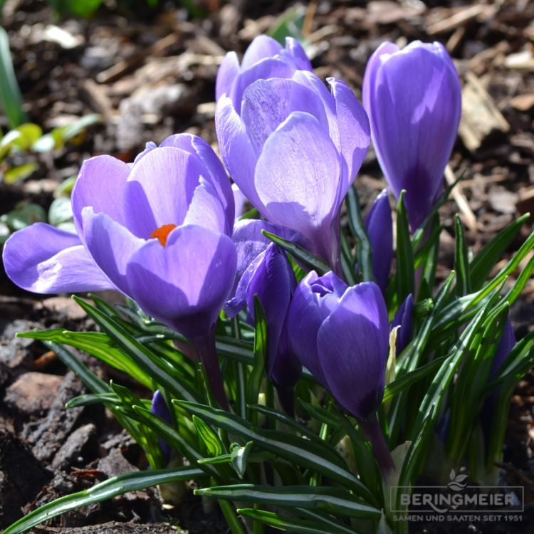 Crocus Grossblumige Queen of Blues