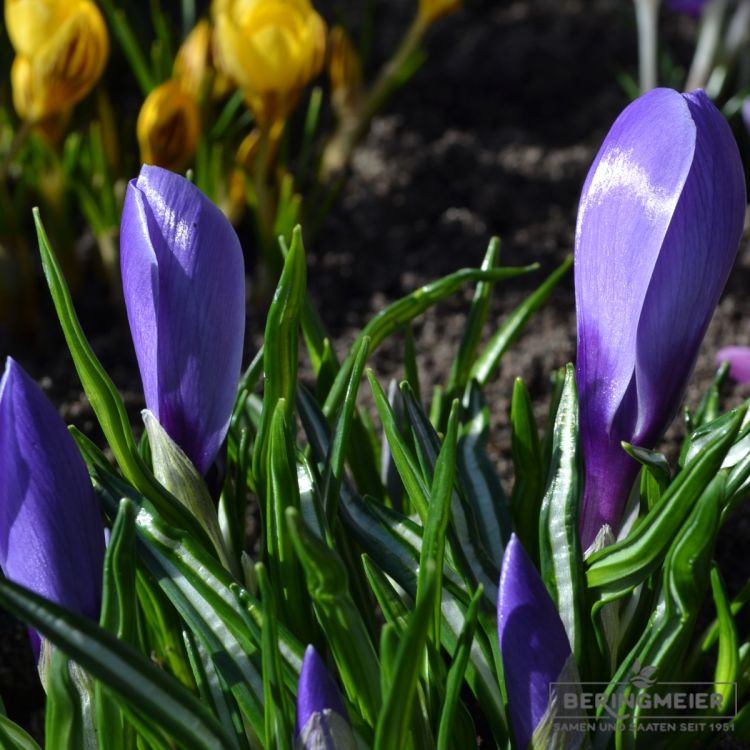Crocus Grossblumige Queen of Blues