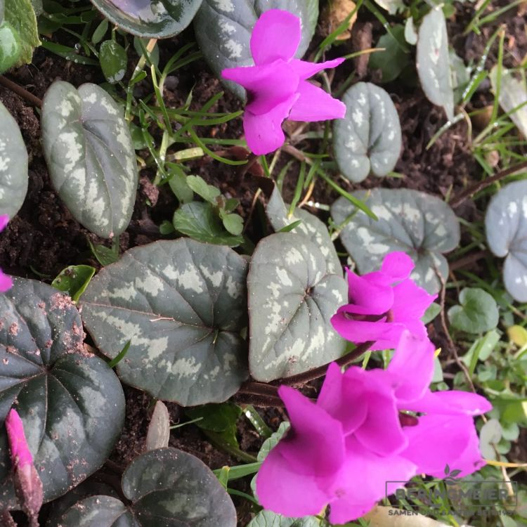 cyclamen coum ssp coum frühjahrsblühend