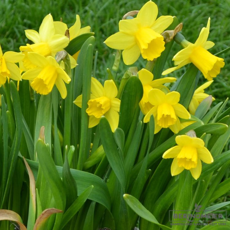 Cyclamineus-Narzissen February Gold 3