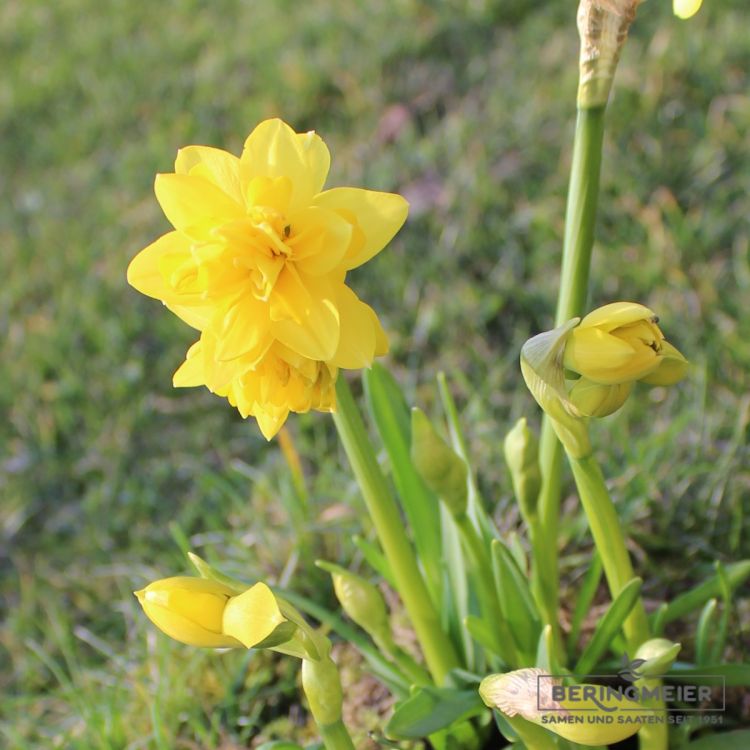 Cyclamineus Tete Boucle 3