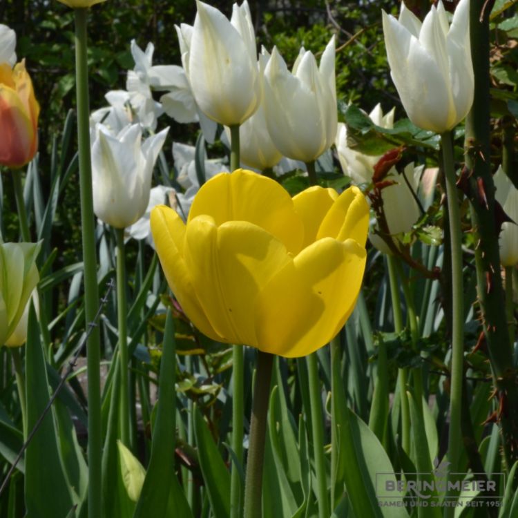 Darwin-Hybrid-Tulpen Golden Parade 2