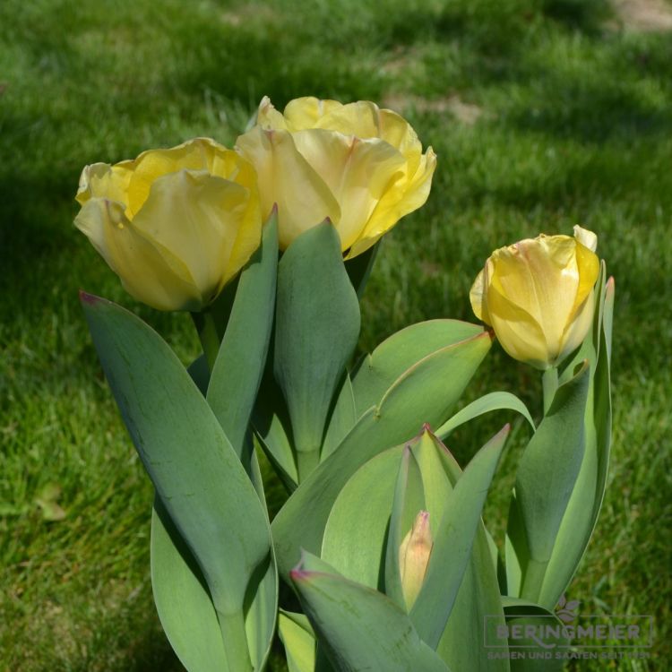 Darwin-Hybird-Tulpen Daydream