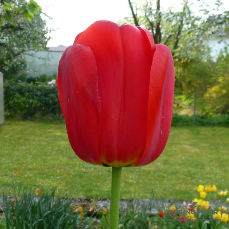 Darwin-Hybrid-Tulpen Parade 3