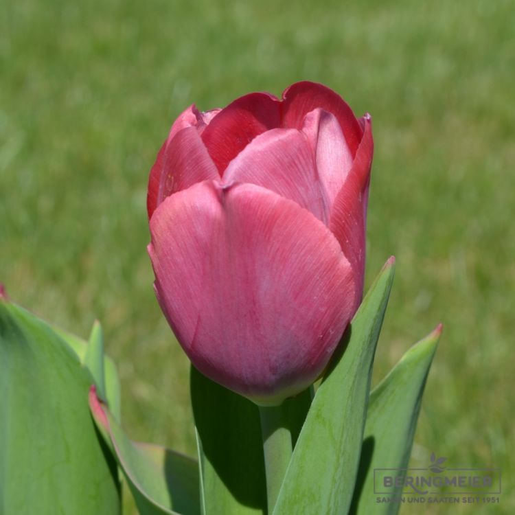Darwin-Hybrid-Tulpen van Eijk 2