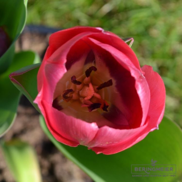Darwin-Hybrid-Tulpen van Eijk 3