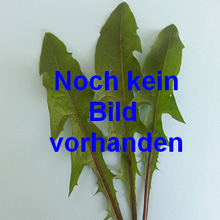 Einfache frühe  Tulpen Prachtmischung 1