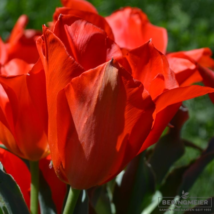 Einfache frühe Tulpe Red Revival 1