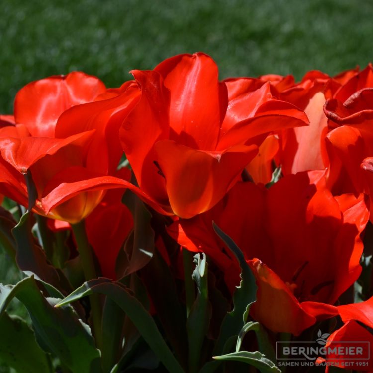 Einfache Frühe Tulpen Red Revival