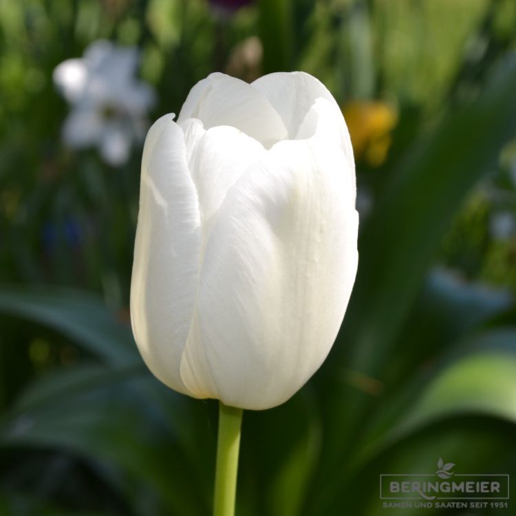Einfache frühe Tulpe White Prince 1
