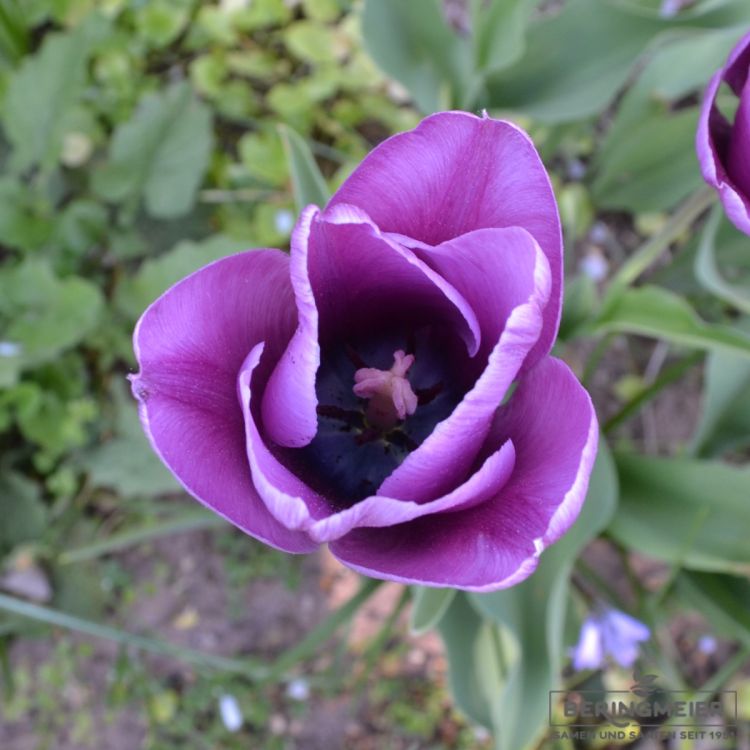 Einfache Späte Tulpen  Bleu Aimable