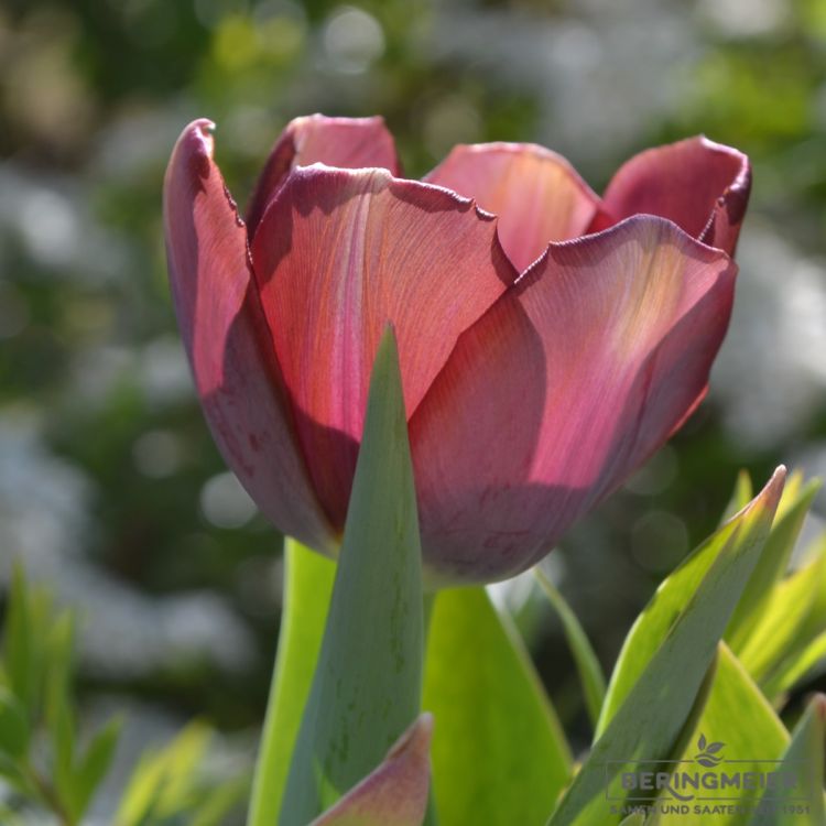 Einfache Späte Tulpen La Paz 2