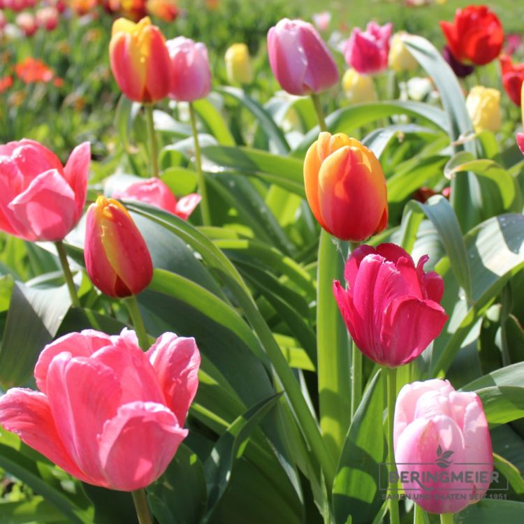 ABVERKAUF  Tulpen Mischung 250 Stück