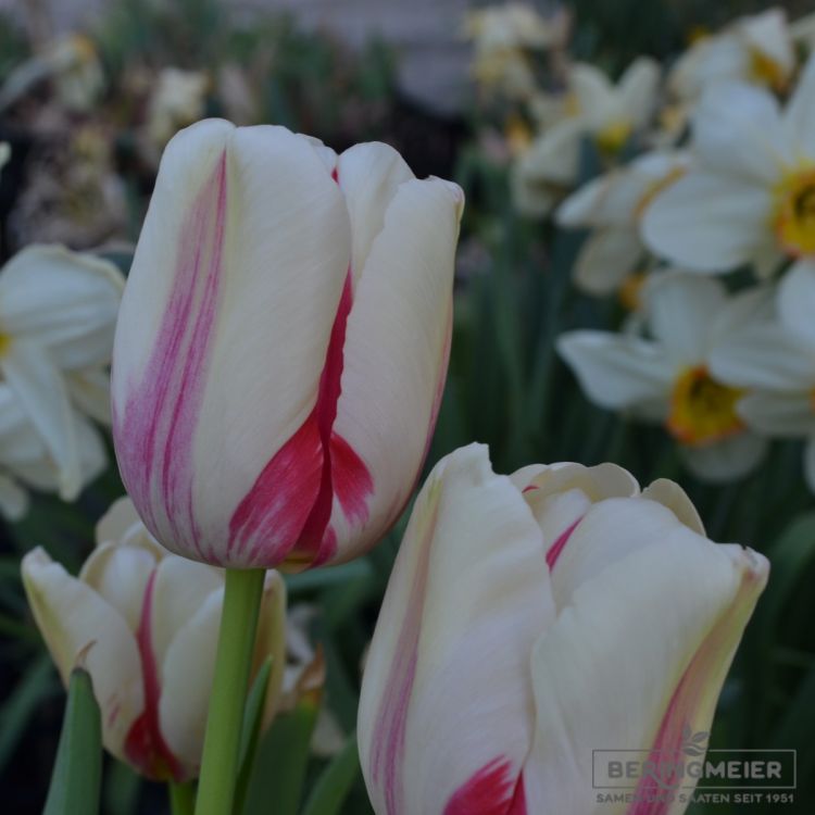 Einfache Späte Tulpe World Expression 3