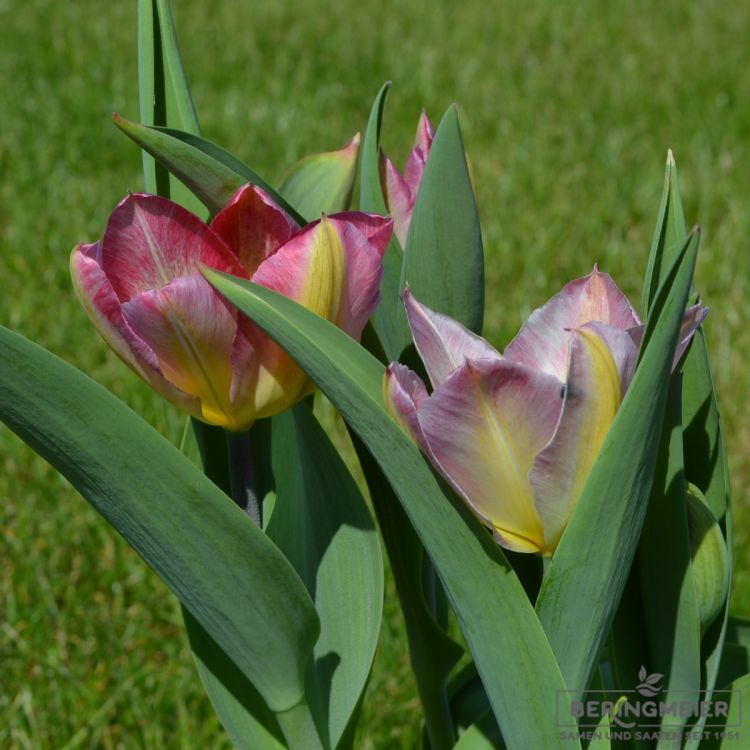 Fosteriana Tulpe Flaming Purissima 2