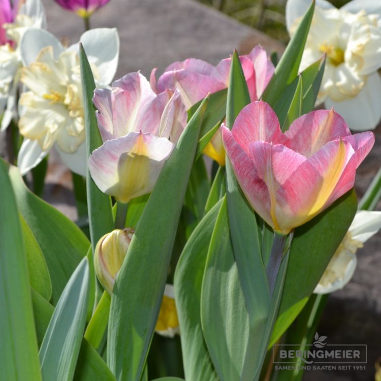 Fosteriana Tulpen Flaming Purissima 6