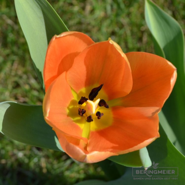 Fosteriana Tulpe Orange Emperor 3