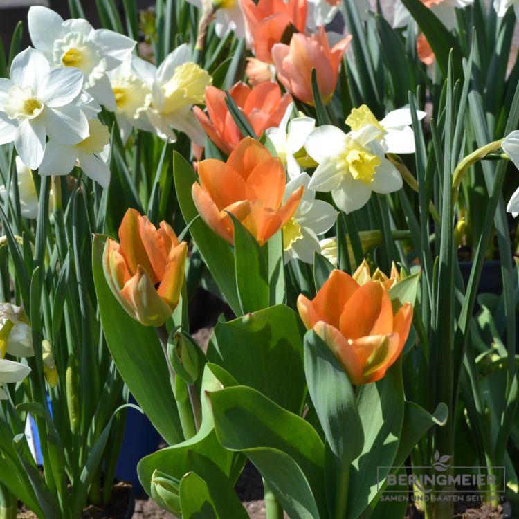 Fosteriana Tulpe Orange Emperor 5