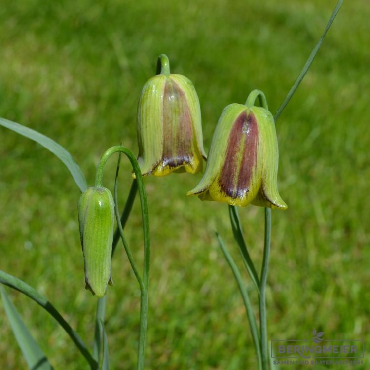 Fritillaria elwesii