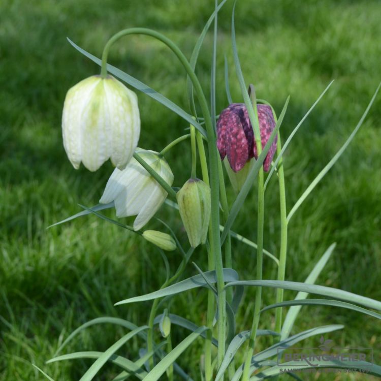 Fritillaria meleagris Alba 3