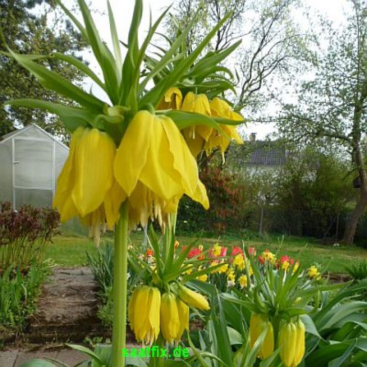Fritillaria imperialis Lutea maxima 3