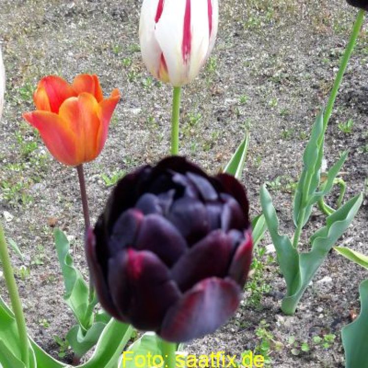 Gefüllte Späte Tulpen Black Hero 3