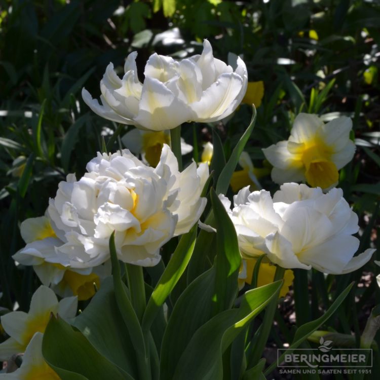 Gefüllte frühe Tulpe Cardinal Mindszenty 4