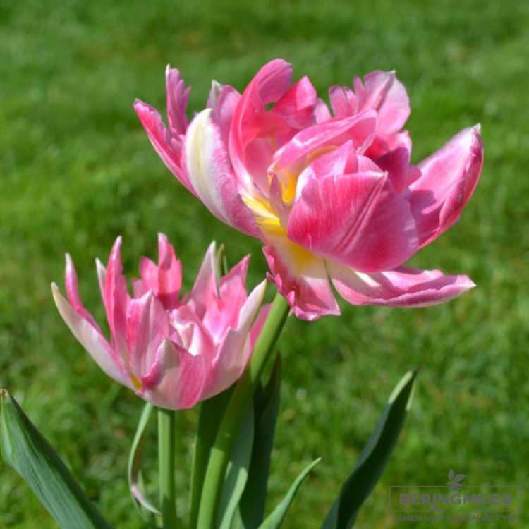 Gefüllte Frühe Tulpe Peach Blossom 1