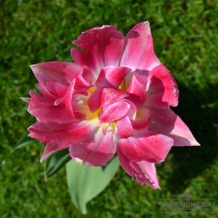 Gefüllte frühe Tulpe Peach Blossom