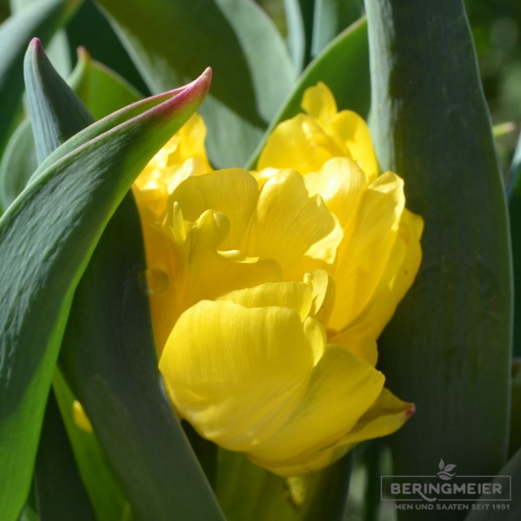 Gefüllte Frühe Tulpe Yellow Baby 1