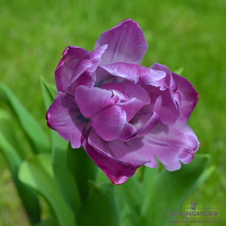 Gefüllte Späte Tulpen Blue Diamond