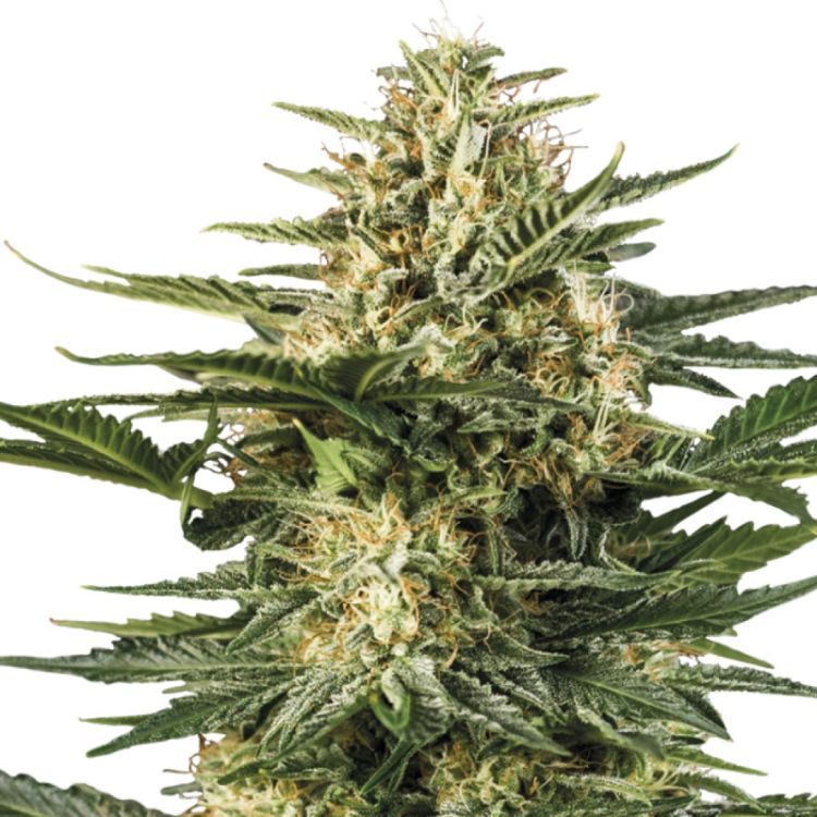 Green Gelato Auto Hanf Samen